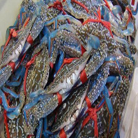巢湖海鲜活体空运